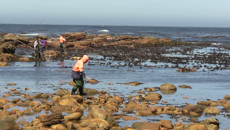 Pescadores-Locales-Con-Redes-Tratando-De-Capturar-Cangrejos-En-La-Costa-Rocosa-De-Sudáfrica,-Vista-Amplia