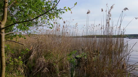 Hohes-Schilf-Wächst-Am-Rande-Des-Ukiel-Sees-In-Olsztyn,-Mit-Blick-Durch-Die-Vegetation-Auf-Das-Wasser-Und-Die-Bäume-In-Der-Ferne