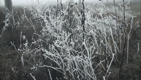 Frozen,-frost-covered-grass-on-cold-winter-morning-in-cinematic-slow-motion