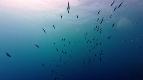 Fischschwarm-Schwimmt-Unter-Dem-Roten-Meer-In-Dahab,-Ägypten