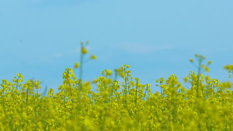 Eine-Nahaufnahme-Eines-Blühenden-Gelben-Rapsfeldes-Mit-Hohen-Stängeln-Und-Blumen-Vor-Einem-Strahlend-Blauen-Himmel