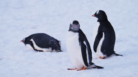 Penguins-Cleaning-and-Pruning-Feathers-in-Antarctica,-Gentoo-Penguins-on-Snow-on-Antarctica-Peninsula-Wildlife-and-Animals-Nature-Tour