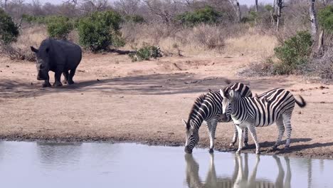 Two-thirsty-cautious-zebras-drink-at-watering-hole-with-large-rhino-nearby