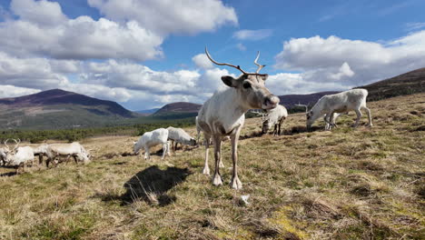 Manada-De-Renos-Blancos-Pastando-En-Cairngorms,-Escocia-Con-Montañas-Y-Cielo-Azul-En-El-Fondo,-Plano-General