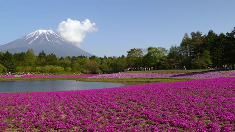 Shibazakura-Spring-Festival-near-Mount-Fuji-in-Japan