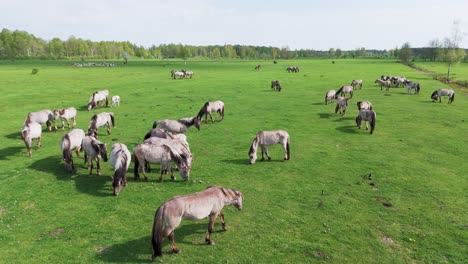 Wildpferde-Und-Auroxen-Kühe-Laufen-Auf-Dem-Feld-Des-Pape-Nationalparks,-Lettland