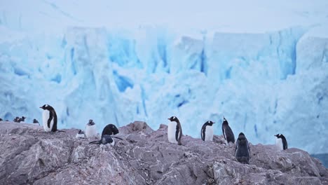 Antarctica-Penguin-Colony-and-Glacier-in-Winter-Antarctic-Landscape-Scenery,-Gentoo-Penguins-on-Wildlife-and-Animals-Trip-to-Antarctic-Peninsula,-with-Beautiful-Antarctica-Landscape-Scenery