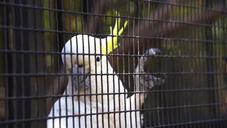 A-beautiful-sulphur-crested-cockatoo,-Cacatua-galerita,-with-its-vibrant-yellow-crest,-clings-to-the-cage-with-a-child-reaches-out-to-touch-its-feet,-close-up-shot-taken-at-a-wildlife-sanctuary