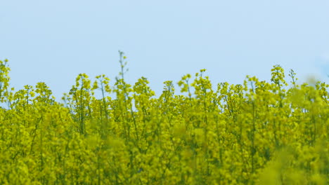 A-field-of-yellow-rapeseed-flowers-in-full-bloom,-extending-towards-the-horizon-under-a-clear-blue-sky