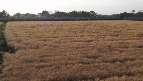 In-the-drone-camera,-the-sun's-light-is-falling-on-the-wheat-crop-and-can-be-seen-far-away