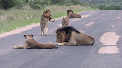 Leona-Sudafricana-Juega-Pelea-Entre-El-Orgullo-Familiar-Descansando-En-La-Carretera-Asfaltada