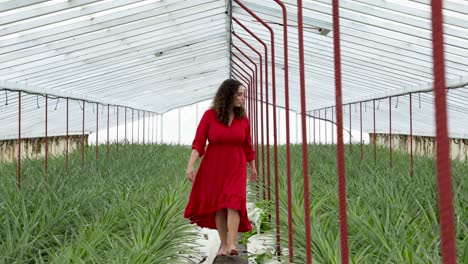 Una-Mujer-Con-Un-Vestido-Rojo-Ondeante-Camina-Descalza-Por-Una-Plantación-De-Piña-En-La-Isla-De-São-Miguel,-Azores