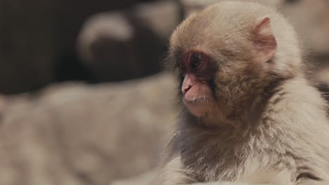 Young-Snow-Monkey-Scratching-Itch