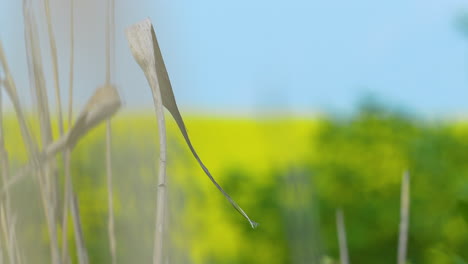 A-close-up-of-dried-reed-stems-with-a-blurred-background-of-a-yellow-field-and-green-bushes,-under-a-blue-sky