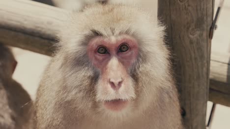 Snow-Monkey-Looking-At-Camera-On-Windy-Day-In-Winter