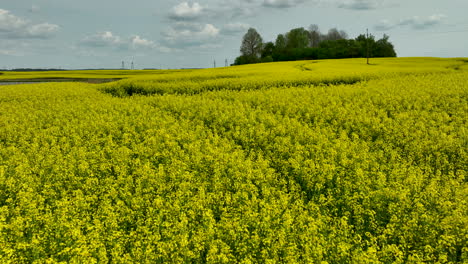 A-wide-view-of-a-rapeseed-field-in-bloom,-with-a-small-cluster-of-trees-in-the-background