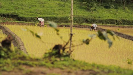 Nicht-Erkennbare-Bauern-Arbeiten-Im-Reisfeld