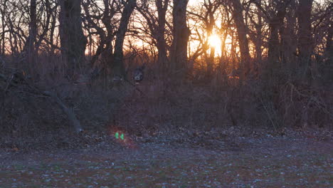 Große-Herde-Wilder-Truthähne-Im-Dickicht-Bei-Sonnenuntergang