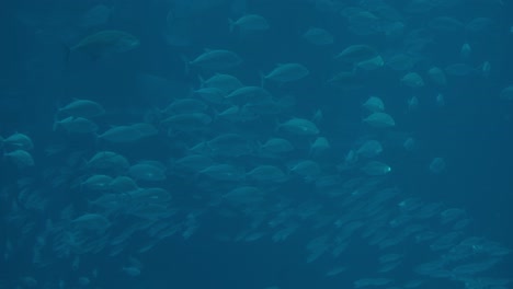 Fischschwarm-Schwimmt-Unter-Wasser-Im-Osaka-Aquarium-Kaiyukan-In-Osaka,-Japan