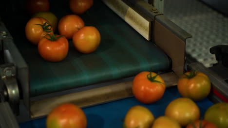 Freshly-picked-tomatoes-sorted-with-industrial-conveyor,-close-up
