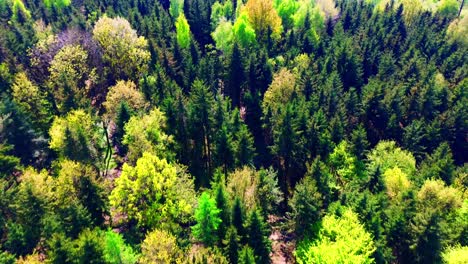 Enchanting-Aerial-View-of-a-Dense,-Colorful-Forest-Canopy