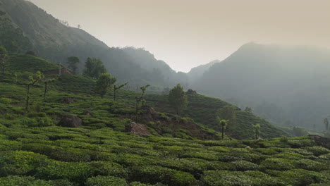 Panorama-Der-Wunderschönen-Nebligen-Teeplantage,-Erstklassige-Teeplantagen-In-Den-Hügeln-Von-Munnar,-Kerala,-Indien