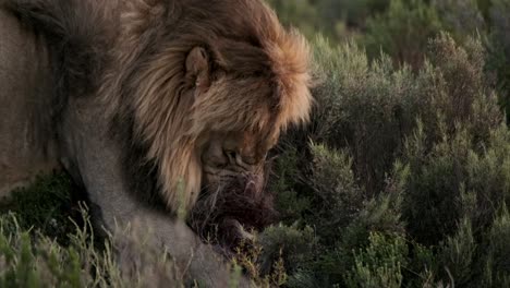 Un-León-Macho-Grande-Está-Comiendo-Una-Presa-De-Manera-Gráfica-Tirando-Y-Masticando-El-Cadáver