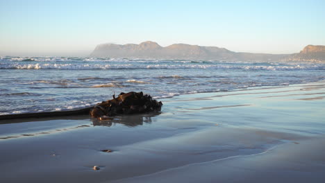 Ocean-Waves-Rushing-Past-Washed-Up-Kelp-on-Muizenberg-Beach-Morning---Slow-Reveal-Shot