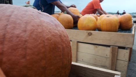 Trabajadores-De-Una-Granja-De-Calabazas-Exponiendo-Calabazas-Disponibles-Para-Comprar