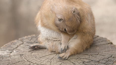 Black-tailed-Prairie-Dog-Siting-On-Tree-Stump-While-Scratching-Its-Arm