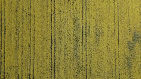 aerial-view-flight-with-a-drone-over-a-field-of-rapeseed-plants,-we-see-some-straight-lines-created-by-some-agricultural-machinery,-creating-a-very-striking-artistic-image-or-for-textures