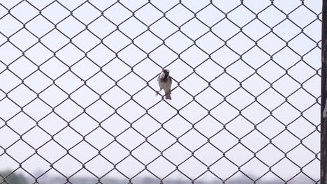 close-up-seen-where-a-sparrow-is-sitting-inside-a-small-fencing-and-looks-around-and-flies-away