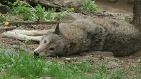 Wolf-Sleeping-On-The-Ground-in-The-Zoo