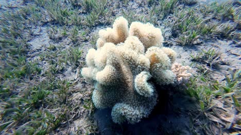 Underwater-marine-flora-and-fauna,-Dahab-Egypt,-FPV-diving-sea-floor-coral-plant