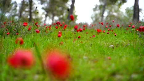 Rote-Anemonen-Im-Wald,-Negev-Naturschutzgebiet,-In-Der-Blütezeit,-85-mm-Objektiv,-Geringe-Schärfentiefe,-Niedriger-Winkel