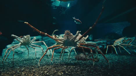 Closeup-Of-Japanese-Spider-Crabs-At-Osaka-Aquarium-Kaiyukan-In-Minato,-Osaka,-Japan