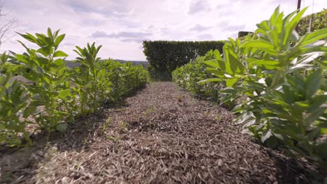 Slow-revealing-shot-of-a-small-juvenile-row-of-plants-in-a-garden