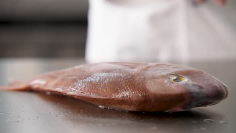 Chef's-hand-touches-a-fresh-whole-fish-on-a-kitchen-counter,-close-up-shot