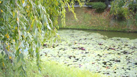 Green-leaves-hanging-from-an-old-tree-in-a-traditional-garden-next-to-a-pond-with-floating-lily-leaves-in-Kyoto-Japan,-soft-lighting-4K