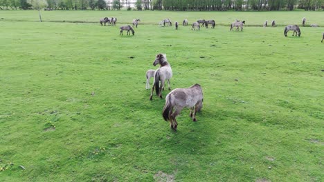 Wild-Horses-and-Auroxen-Cows-Running-in-the-Field-of-Pape-National-Park,-Latvia