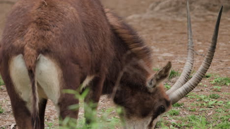 Roan-Antelope-Eating-Grass-In-The-Zoo
