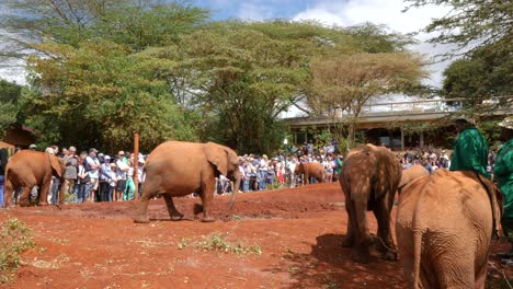 Las-Crías-De-Elefante-En-Sheldrick-Wildlife-Confían-En-Un-Refugio-Para-Los-Elefantes:-ángulo-Lateral-De-Los-Rinocerontes.