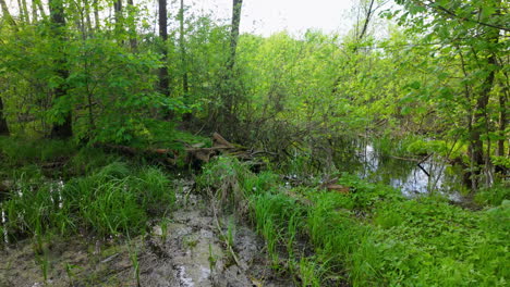 A-lush,-green-wetland-area-within-a-forest,-with-waterlogged-ground,-tall-trees,-and-dense-foliage