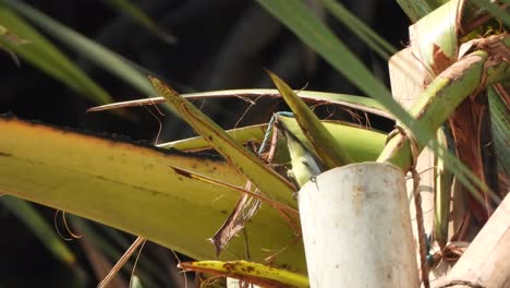 Hummingbird-drinking-water---leaf-