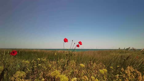 Red-poppy-flowers-in-a-green-field