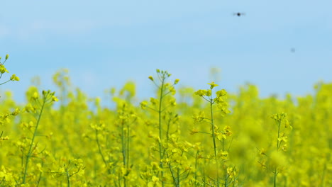 Ein-Feld-Mit-Gelben-Rapsblüten-In-Voller-Blüte,-Das-Sich-Unter-Einem-Strahlend-Blauen-Himmel-Bis-Zum-Horizont-Erstreckt