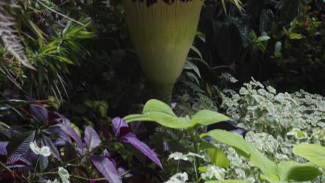 Rare-Titan-Arum-New-Zealand-Stinky-Colorful-Corpse-Flower-Blooming-Tourism-Botanical-Garden-Auckland