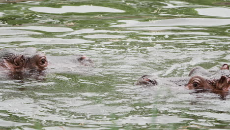 Dos-Hipopótamos-Nadan-En-El-Agua-En-El-Zoológico-Del-Gran-Parque-De-Seúl-En-Gwacheon,-Corea-Del-Sur