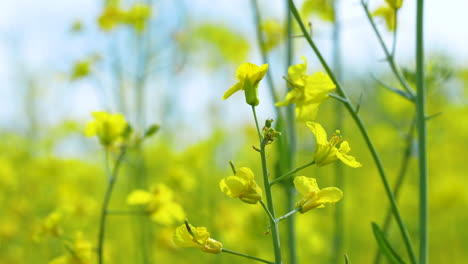 A-close-up-of-yellow-rapeseed-flowers-in-bloom,-with-a-blurred-background-of-similar-flowers-and-stems