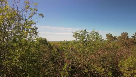 Bosque-Verde-En-La-Península-De-Crimea-En-Un-Clima-Soleado-Y-Un-Cielo-Azul-Claro